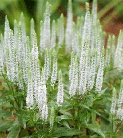 1g Snow Candles Veronica (Speedwell)