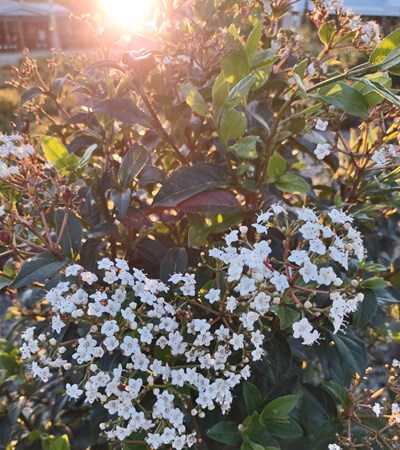 7g Compact Laurustinus Viburnum