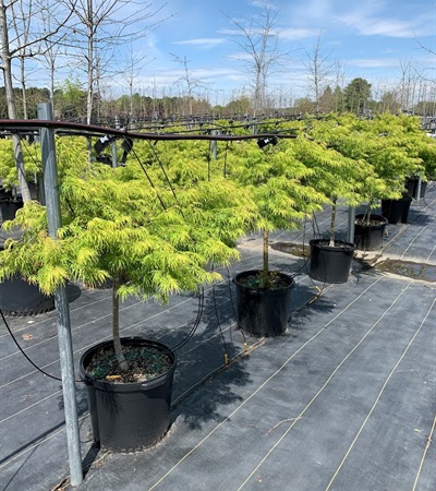 15g Mini Viridis Cutleaf Japanese Maple
