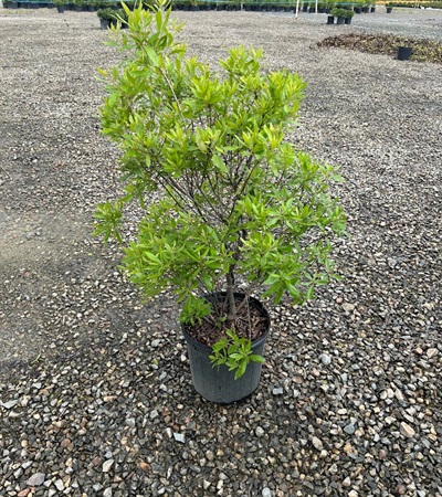 5g Southern Wax Myrtle