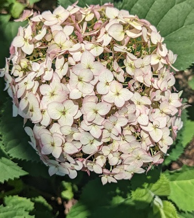 5g ProvenWinners ColorChoice Invincibelle Wee White Smooth Hydrangea