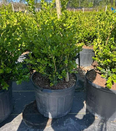 7g Winter Gem Littleleaf Boxwood
