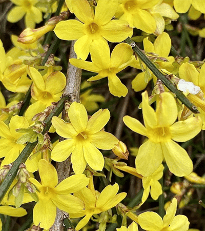 3g Winter Jasmine