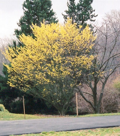 15g Arnold's Promise Witch Hazel