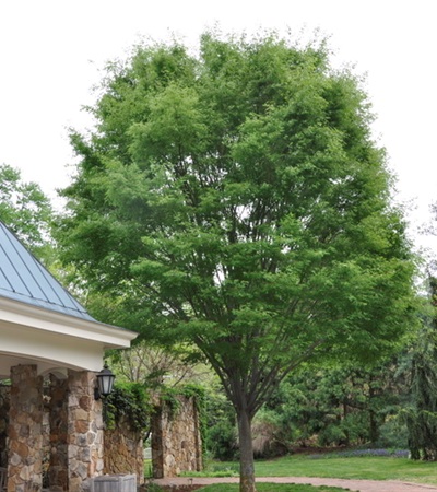 25g Green Vase Zelkova