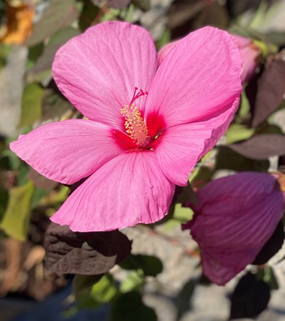 3g Head Over Heels Adore Hibiscus