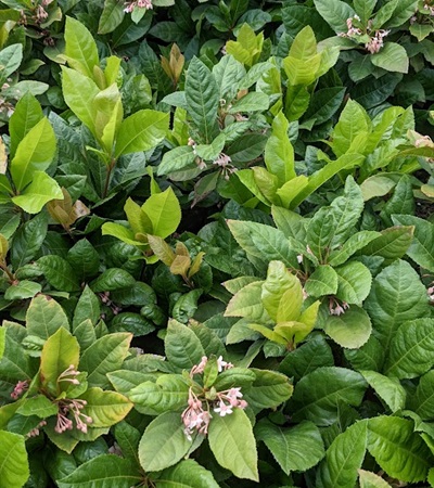 3g Japanese Ardisia