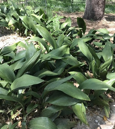 3g Cast Iron Plant
