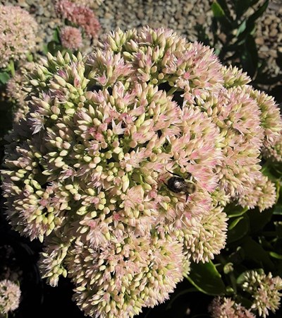 3g Autumn Joy Sedum