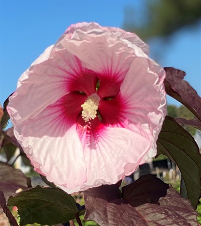 3g Head Over Heels Blush Hibiscus