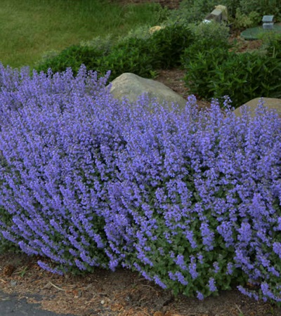 2g Purrsian Blue Catmint