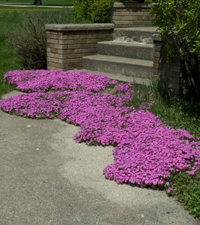 2g Red Wing Phlox