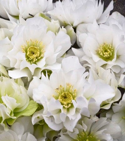 2g Wedding Party® Series Wedding Bells Lenten Rose