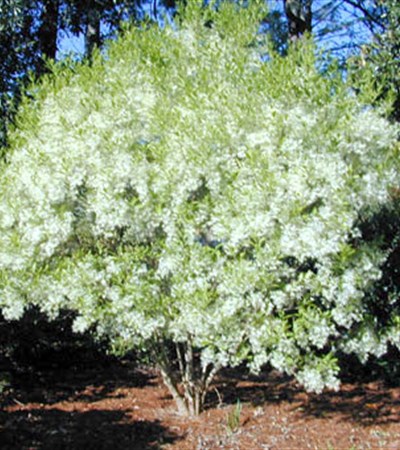 15g White Native Fringetree
