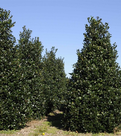 45g Robin™ Holly