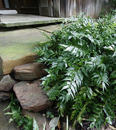 1g Holly Fern