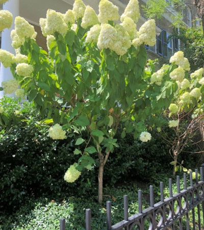 15g Limelight Hydrangea - Tree Form