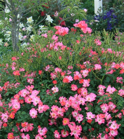 3g Pink Drift® Rose