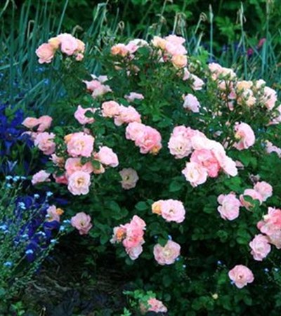 3g Peach Drift® Rose
