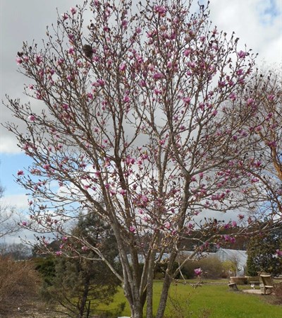 25g Jane Magnolia