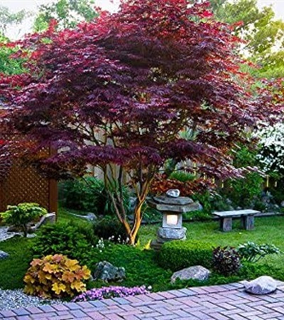 20g Emperor I Japanese Maple