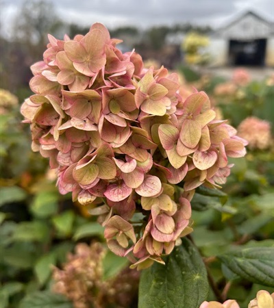 5g ProvenWinners® ColorChoice® Little Lime® Hydrangea