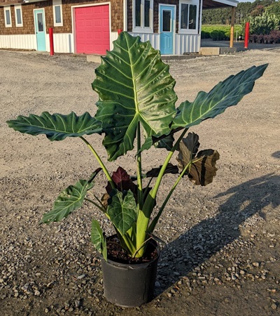 7g Mayan Mask Elephant Ear