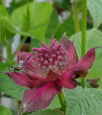 1g Raspberry Wine Monarda (Bee Balm)
