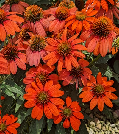 2g Sombrero® Adobe Orange Coneflower