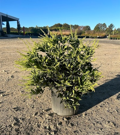 3g Temple Bells Japanese Pieris