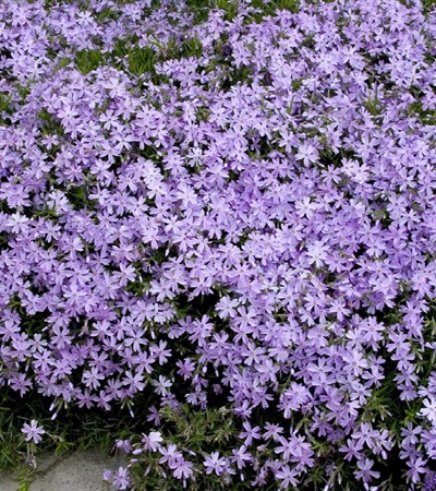 2g Emerald Cushion Blue Phlox