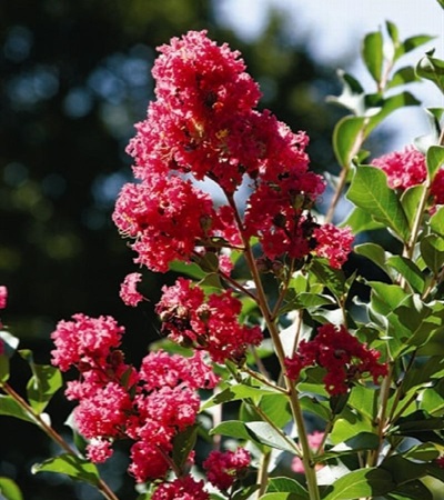 25g Tuscarora Crape Myrtle