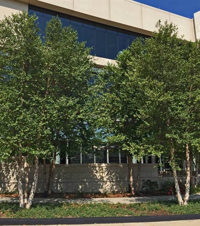 25g Dura-Heat® River Birch