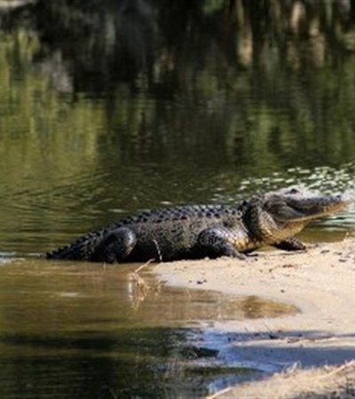 SYMBOLIC AMERICAN ALLIGATOR ADOPTION