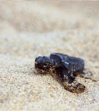 SYMBOLIC LOGGERHEAD HATCHLING ADOPTION