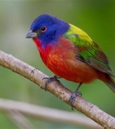 SYMBOLIC PAINTED BUNTING ADOPTION