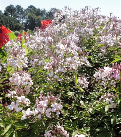 Cleome Señorita Blanca®