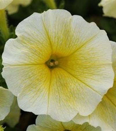 Petunia Easy Wave® Yellow