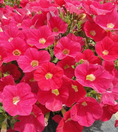 Petunia Shock Wave® Coral Crush