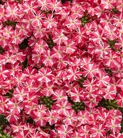 Verbena Superbena Royale® Cherryburst