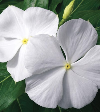 Vinca Cora® White