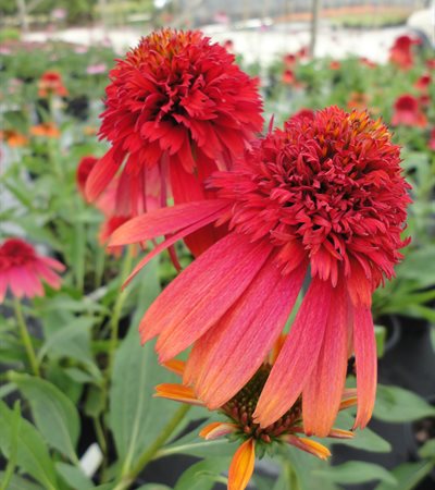 Coneflower Cone-fections™ Hot Papaya