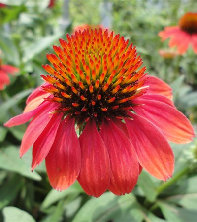 Coneflower Sombrero® Hot Coral