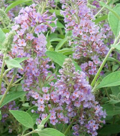 Butterfly Bush Lochinch