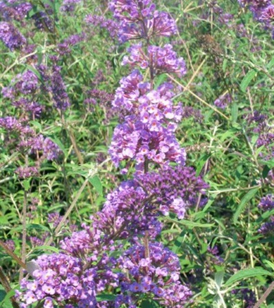 Butterfly Bush Nanho Blue