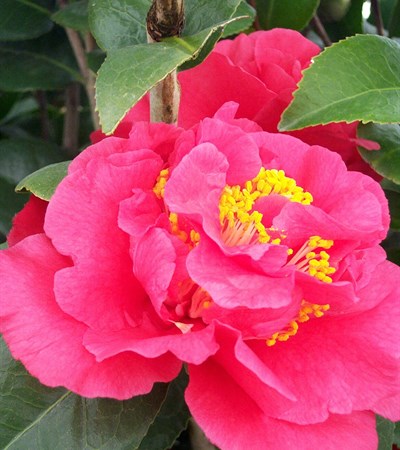 Camellia Kramer's Supreme