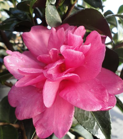 Camellia William Lanier Hunt
