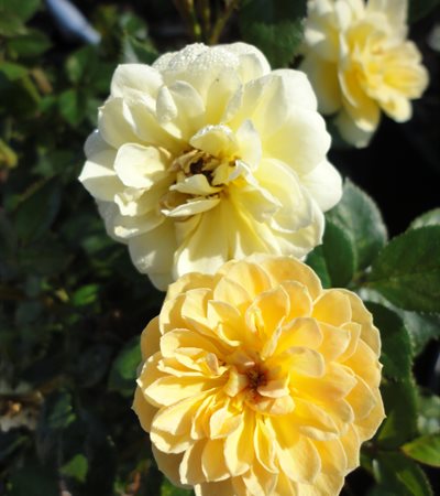 Rose Sunrosa™ Yellow