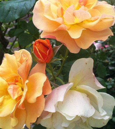 Rose Tequila™