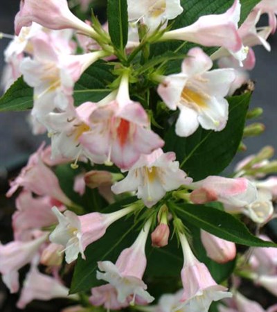Weigela Sonic Bloom® Pearl